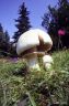 Agaricus arvensis