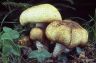 Agaricus augusta