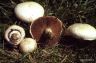 Agaricus campester