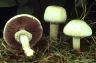 Agaricus xanthoderma