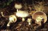 Agaricus xanthoderma meleagris