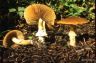 Agrocybe erebia