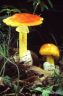 Amanita caesarea