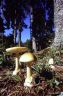 Amanita phalloides