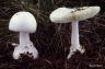 Amanita phalloides alba