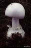 Amanita phalloides alba 2 