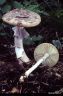 Amanita porphyria