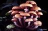 Armillaria mellea