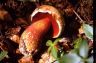 Boletus rhodoxanthus