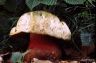 Boletus satanas