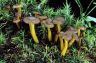 Cantharellus lutescens