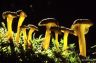 Cantharellus lutescens 2 